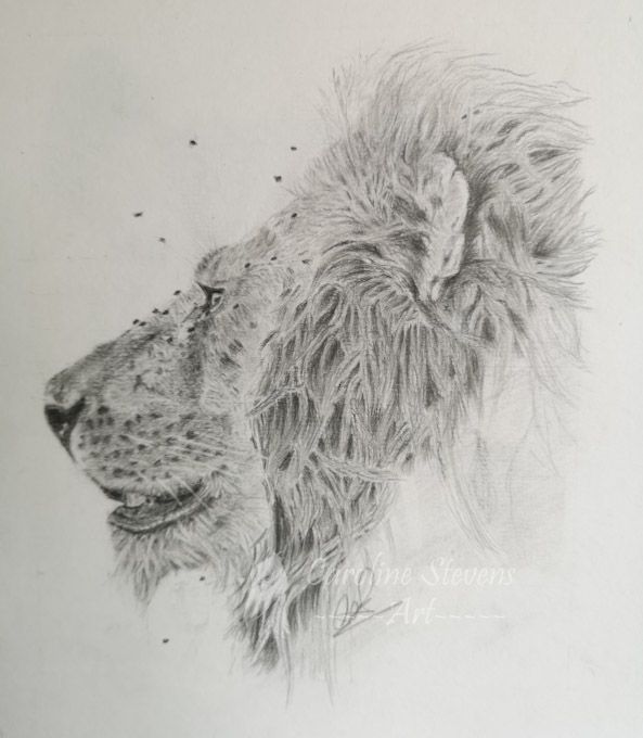 images/Lion.jpg#joomlaImage://local-images/Lion.jpg?width=593&height=680