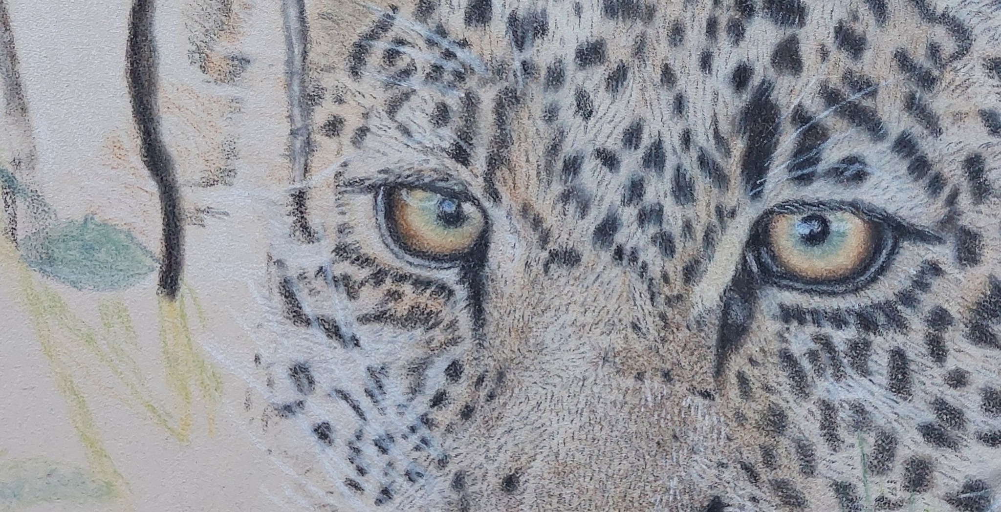 images/cheetah%20eyes.jpg#joomlaImage://local-images/cheetah eyes.jpg?width=2048&height=1048