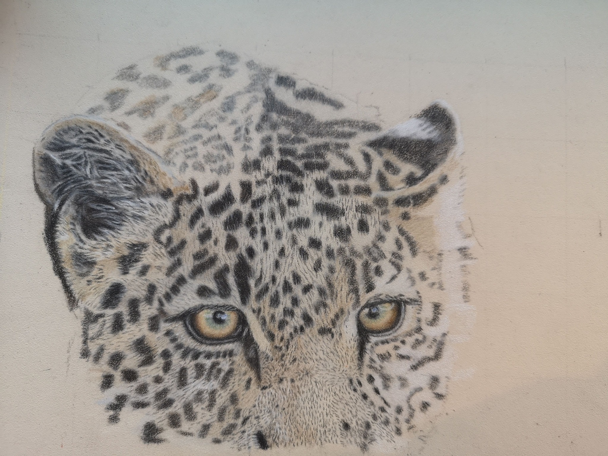 images/cheetah%20head.jpg#joomlaImage://local-images/cheetah head.jpg?width=2048&height=1536