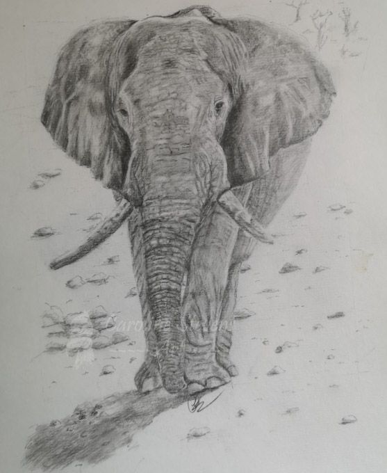 images/elephant.jpg#joomlaImage://local-images/elephant.jpg?width=557&height=680