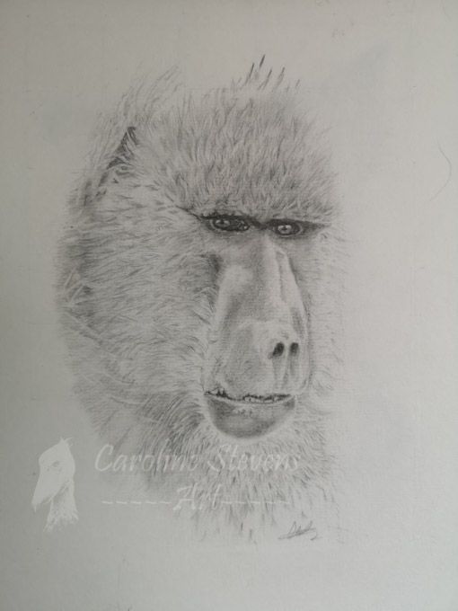 images/gorilla.jpg#joomlaImage://local-images/gorilla.jpg?width=510&height=680