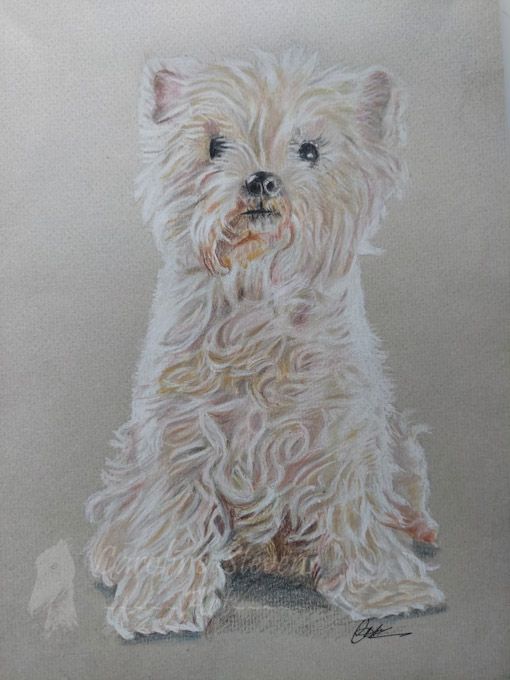 images/Dog2.jpg#joomlaImage://local-images/Dog2.jpg?width=510&height=680
