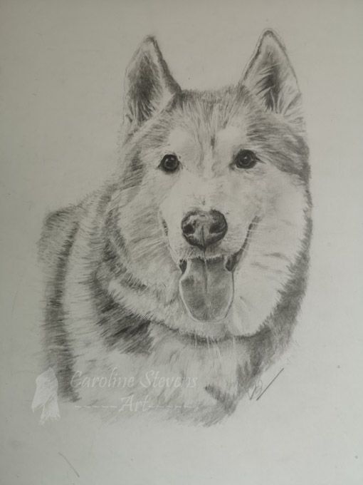 images/dog10.jpg#joomlaImage://local-images/dog10.jpg?width=510&height=680