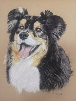 images/dog1a.jpg#joomlaImage://local-images/dog1a.jpg?width=255&height=340