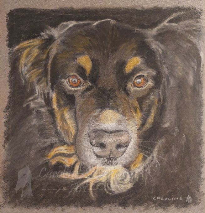 images/dog3.jpg#joomlaImage://local-images/dog3.jpg?width=654&height=680