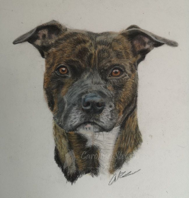 images/dog5.jpg#joomlaImage://local-images/dog5.jpg?width=649&height=680