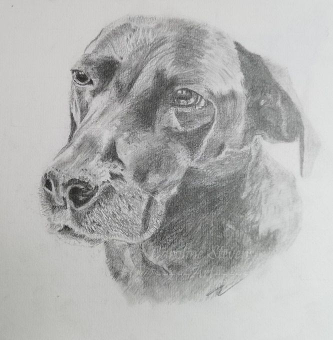 images/dog7.jpg#joomlaImage://local-images/dog7.jpg?width=666&height=680