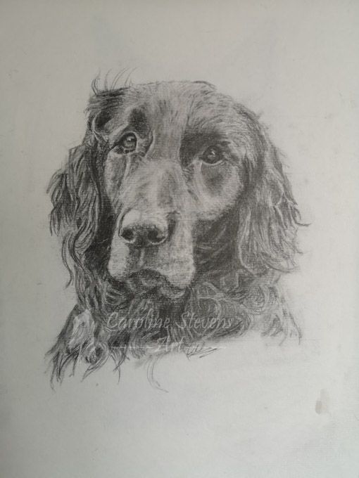 images/dog9.jpg#joomlaImage://local-images/dog9.jpg?width=510&height=680