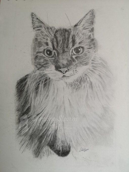 images/cat.jpg#joomlaImage://local-images/cat.jpg?width=510&height=680