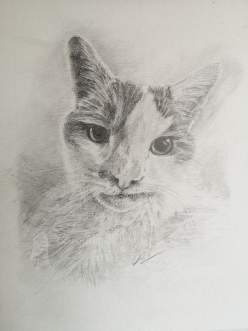 images/cat2.jpg#joomlaImage://local-images/cat2.jpg?width=510&height=680